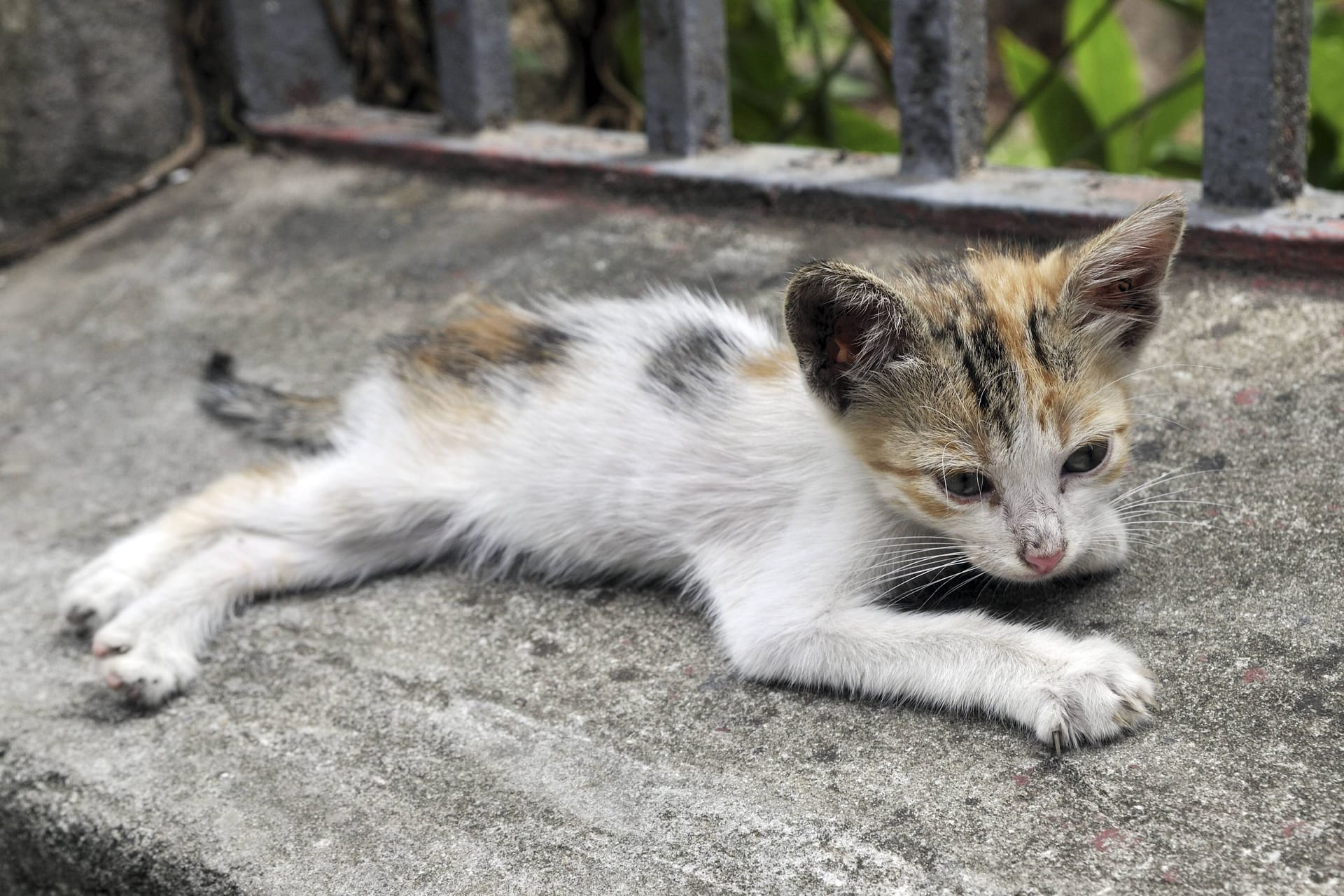 Eine abgemagerte Katze (Symbolbild): In Brandenburg steigt die Zahl streunender Katzen, die Krankheiten und erheblichen Schmerzen ausgesetzt sind.