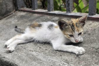 Eine abgemagerte Katze (Symbolbild): In Brandenburg steigt die Zahl streunender Katzen, die Krankheiten und erheblichen Schmerzen ausgesetzt sind.