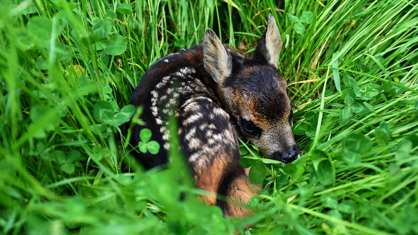 deutschland nuembrecht 24 052017 rehkitz rettung mit drohne jedes jahr kommen tausende neugeborener rehkitze ums leben der grund ihre muetter legen sie vorzugsweise ins hohe gras der wiesen da sie sich einem inneren instinkt folgend praktisch 14 tage lang nicht von der stelle ruehren ist die gefahr gross dass die bauern die tierchen beim maehen nicht bemerken inzwischen werden zu ihrer rettung neuartige geraete eingesetzt drohnen mit beachtlichem erfolg foto ein rehkitz in der wiese rehkitzrettun