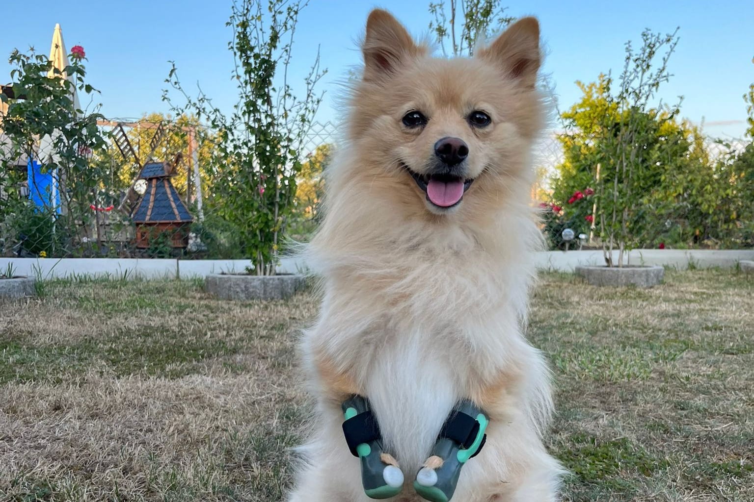 Nach einer schweren Blutvergiftung wurden dem Spitz Cuba die Pfoten amputiert. Jetzt trägt der Hund Prothesen.