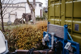 Neues Zuhause für Elefantenkuh Panang: Nach fast 30 Jahren im Münchner Tierpark Hellabrunn verbrachte das Tier am Dienstag seine erste Nacht im Zürcher Zoo.