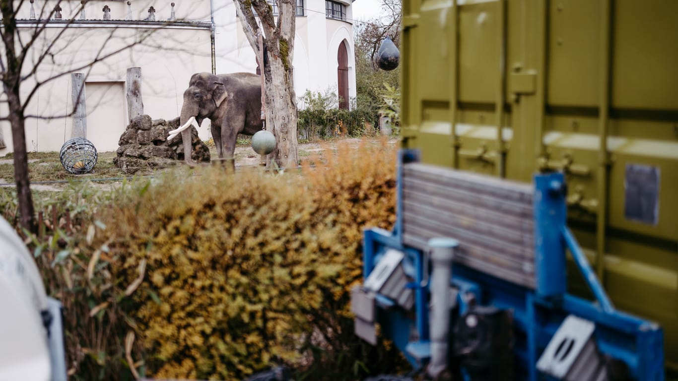Neues Zuhause für Elefantenkuh Panang: Nach fast 30 Jahren im Münchner Tierpark Hellabrunn verbrachte das Tier am Dienstag seine erste Nacht im Zürcher Zoo.