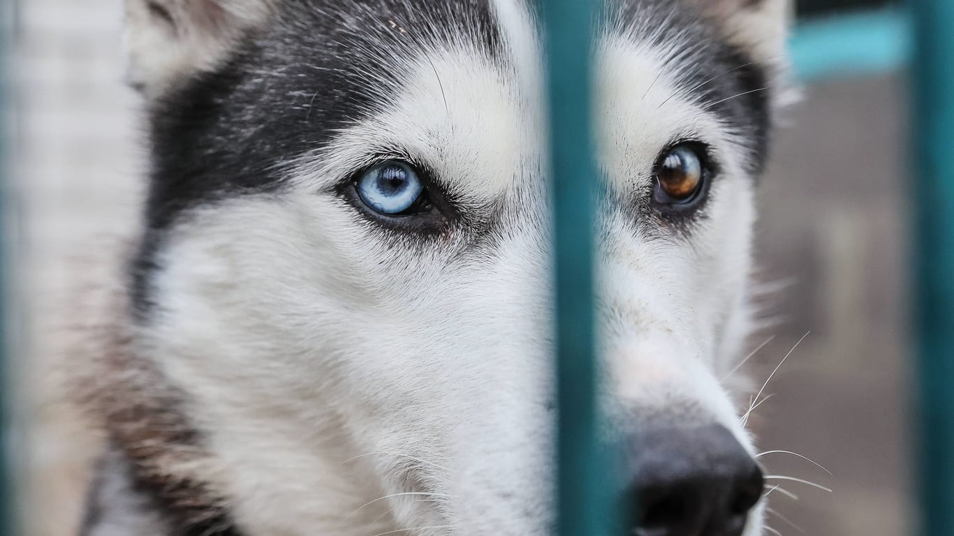 Hund im Tierheim (Symbolbild): Unvermittelbare Tiere zu töten verstoße laut dem Deutschen Tierschutzbund gegen das Moralverständnis der Deutschen.
