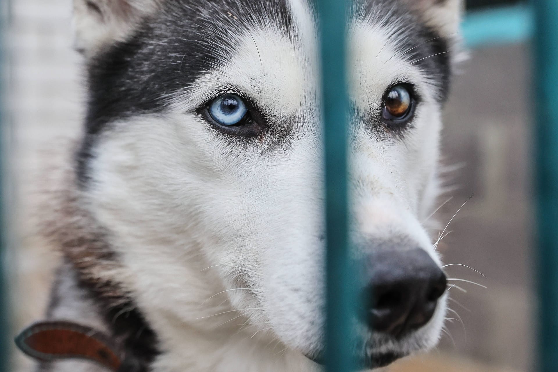 Hund im Tierheim (Symbolbild): Unvermittelbare Tiere zu töten verstoße laut dem Deutschen Tierschutzbund gegen das Moralverständnis der Deutschen.