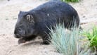 Wilhelma hat jetzt Nacktnasenwombats