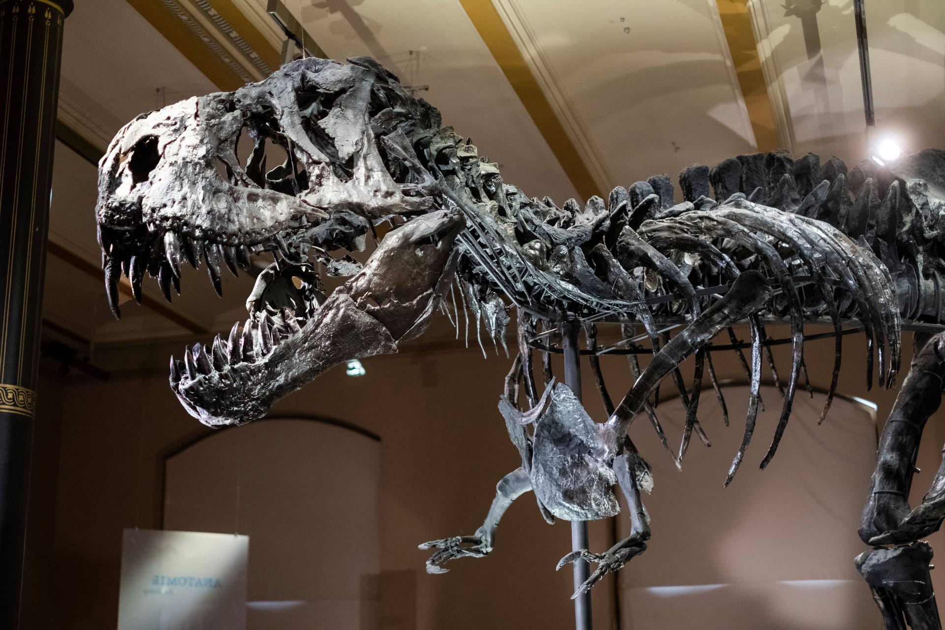 Ein Skelett im Berliner Naturkundemuseum: Nach einem Cyberangriff auf das Museum können viele Mitarbeiter immer noch nicht richtig arbeiten.