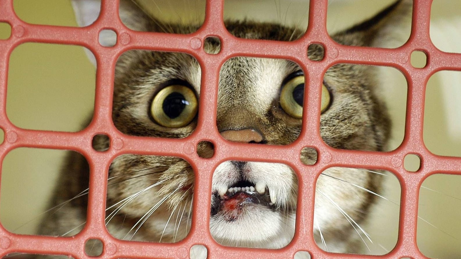 Katze hinter Gittern in einer Transportbox (Archivbild): Das Tierheim bittet nun um hinweise.