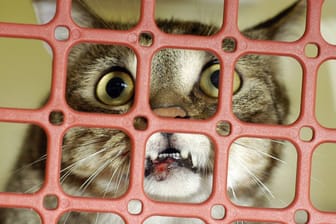 Katze hinter Gittern in einer Transportbox (Archivbild): Das Tierheim bittet nun um hinweise.