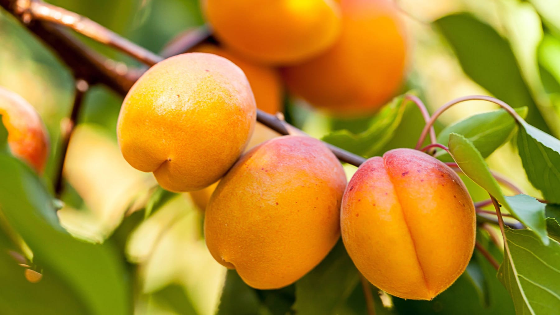 Aprikosenbaum schneiden: Für eine reiche Ernte | Garten