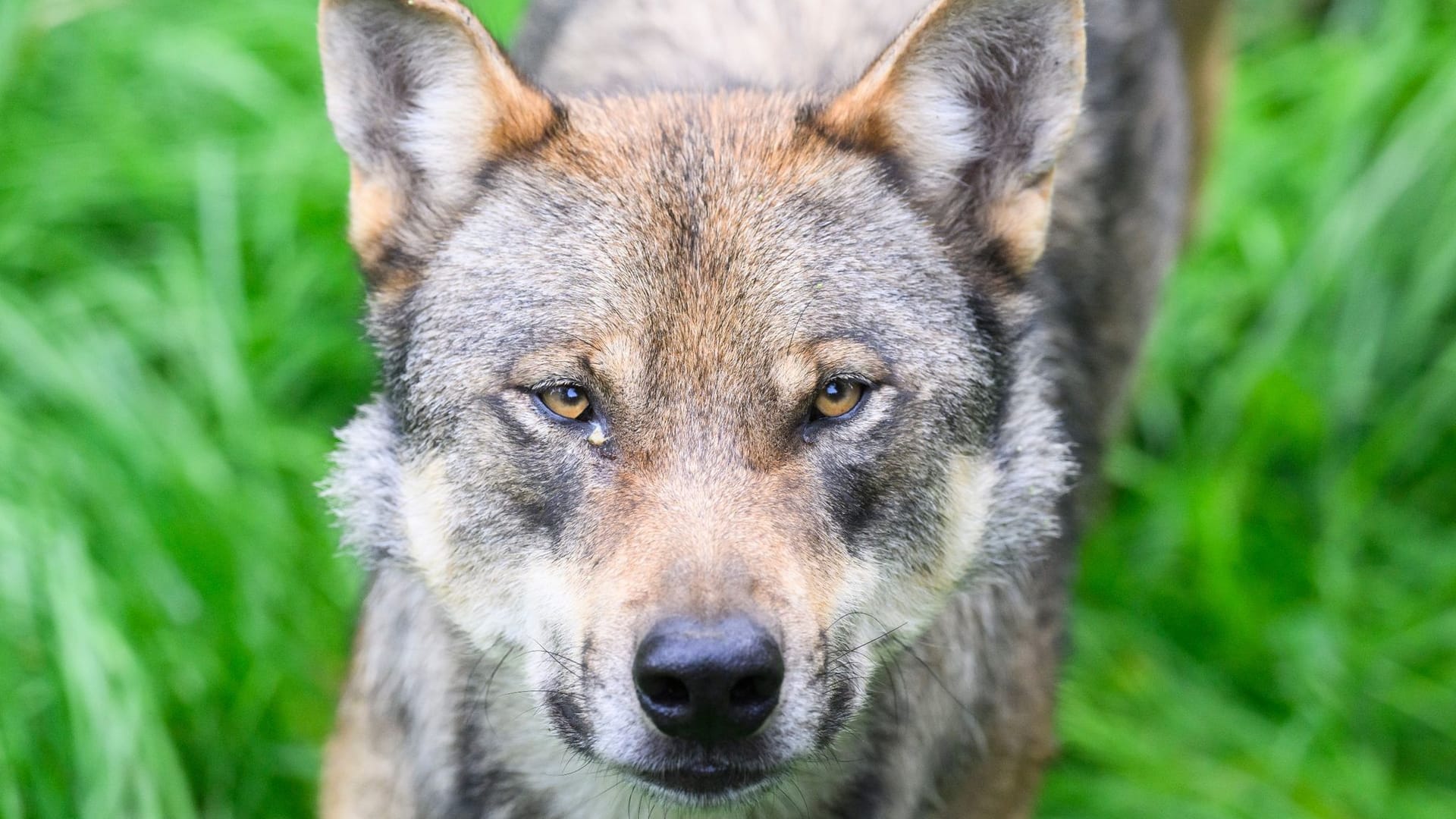 Wolf Wolf