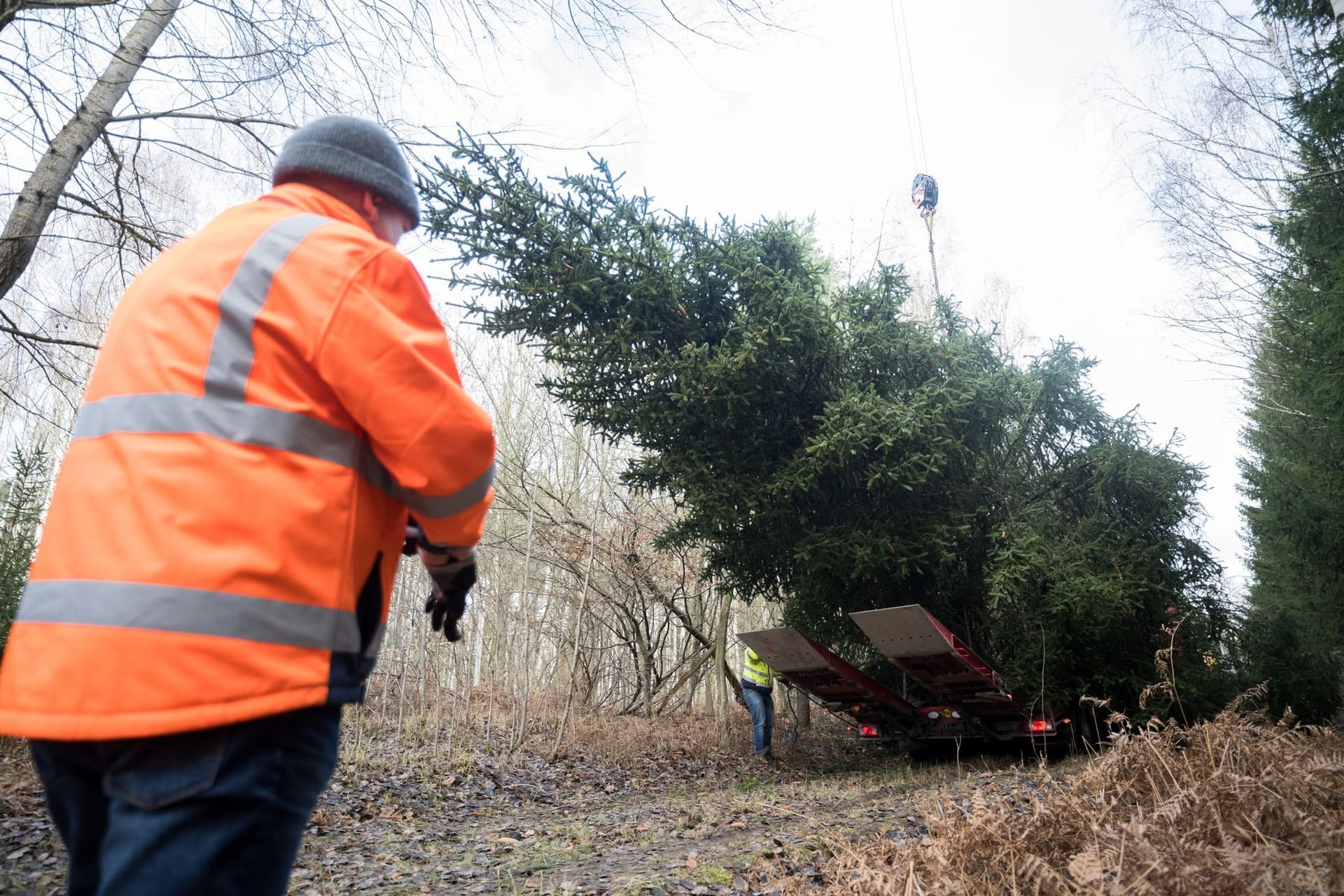 Fällung Weihnachtsbaum für Bundeskanzleramt