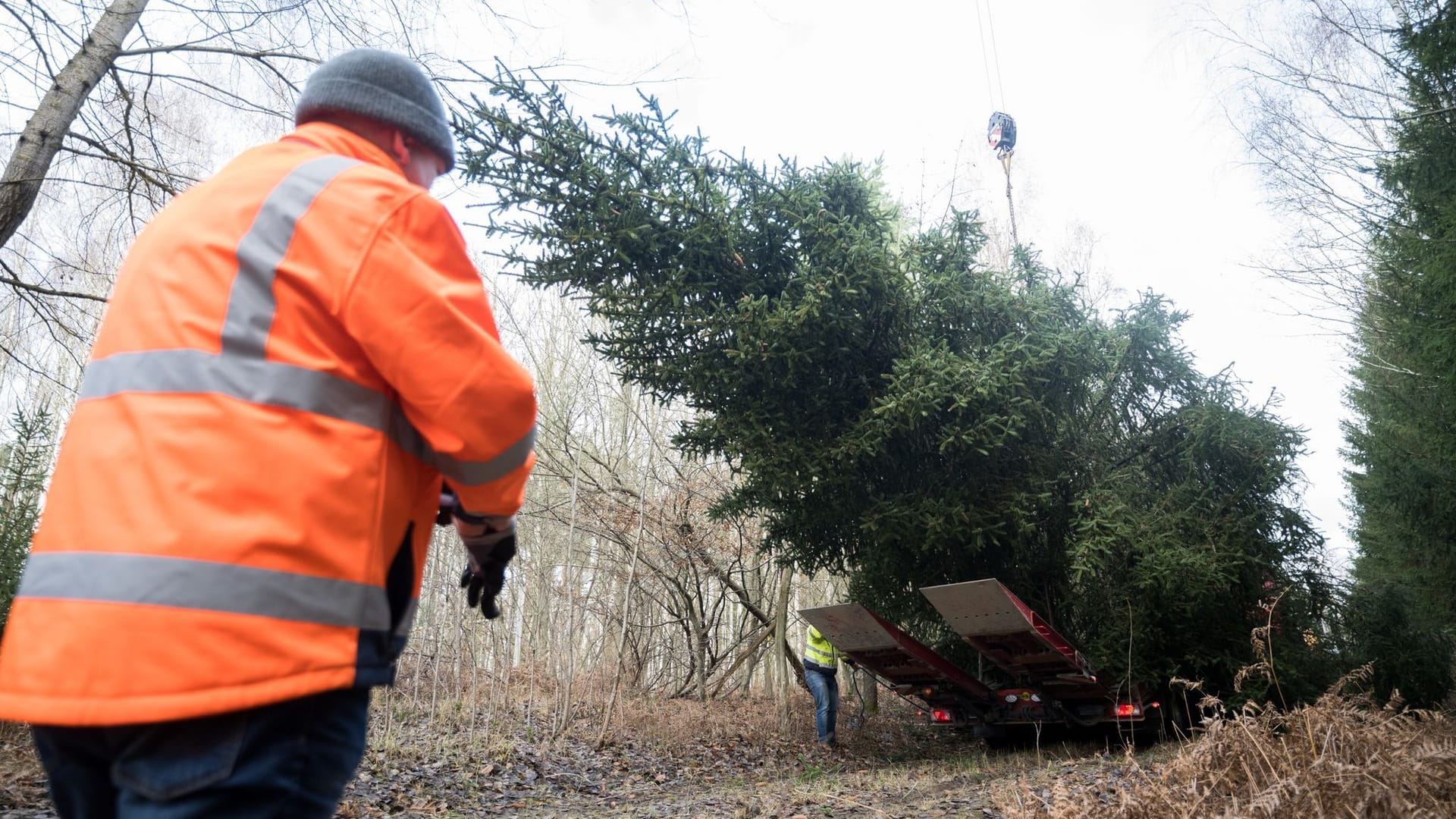Fällung Weihnachtsbaum für Bundeskanzleramt Fällung Weihnachtsbaum für Bundeskanzleramt