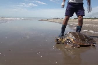 ARGENTINIEN-SCHILDKROETE/