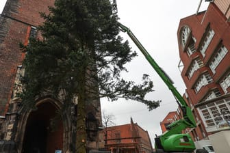 Hannovers neuer Weihnachtsbaum vor der Marktkirche: Der mehrere Meter hohe Baum kommt mit zahlreichen Lücken daher.