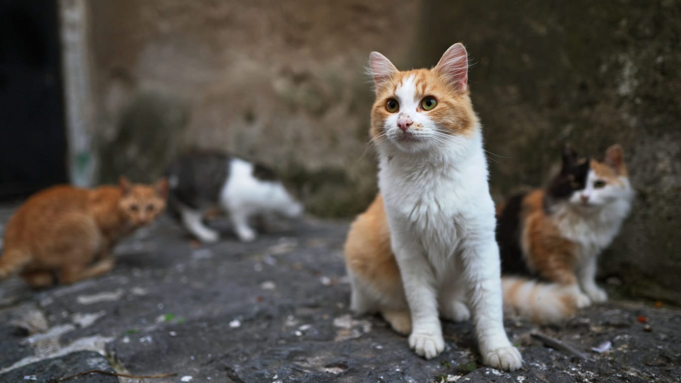 Straßenkatzen auf Zypern: Auf der Insel rafft eine feline Corona-Mutation die Tiere dahin.