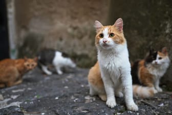 Straßenkatzen auf Zypern: Auf der Insel rafft eine feline Corona-Mutation die Tiere dahin.