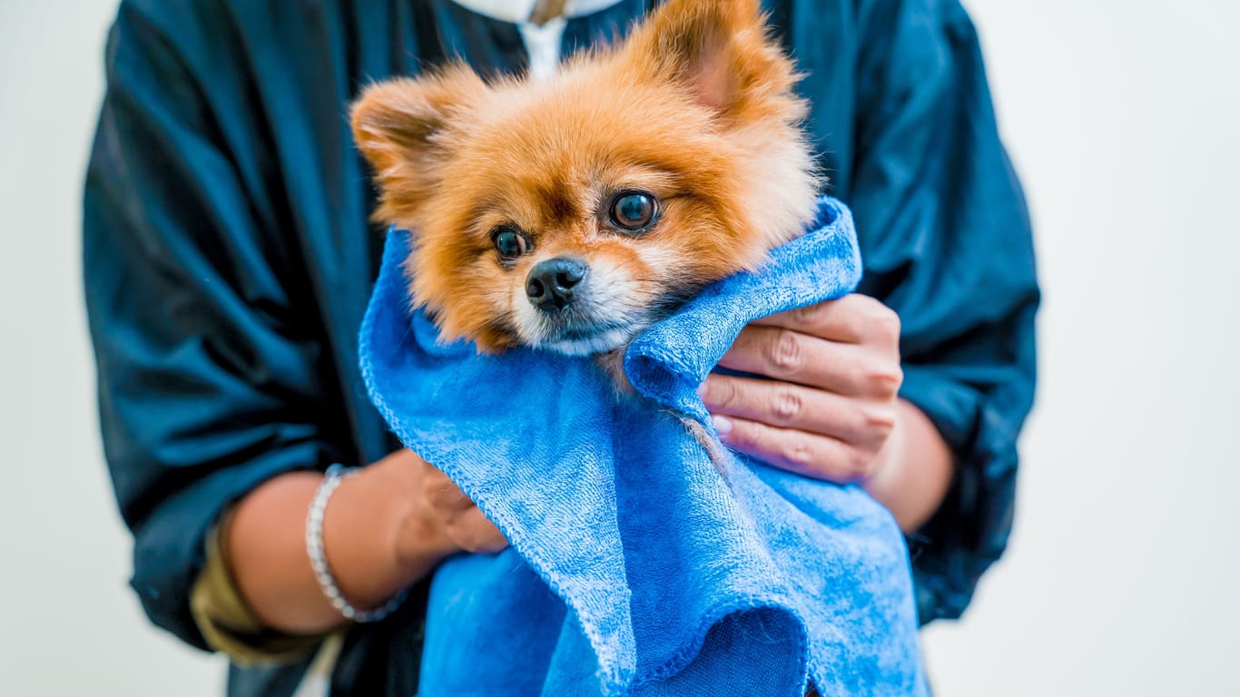 Groomer wipes a Pomeranian dog after washing in at grooming salon