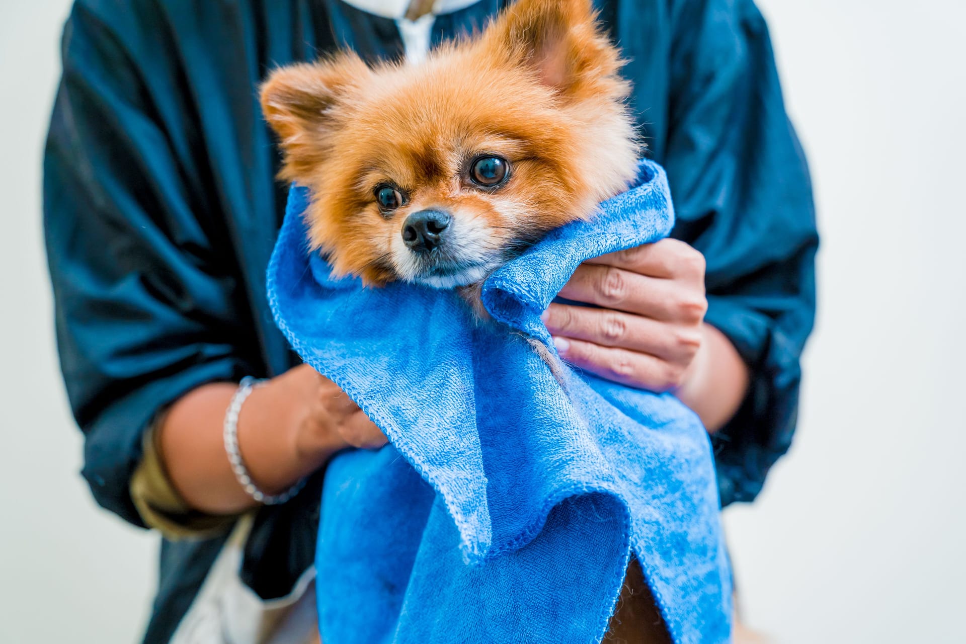 Groomer wipes a Pomeranian dog after washing in at grooming salon