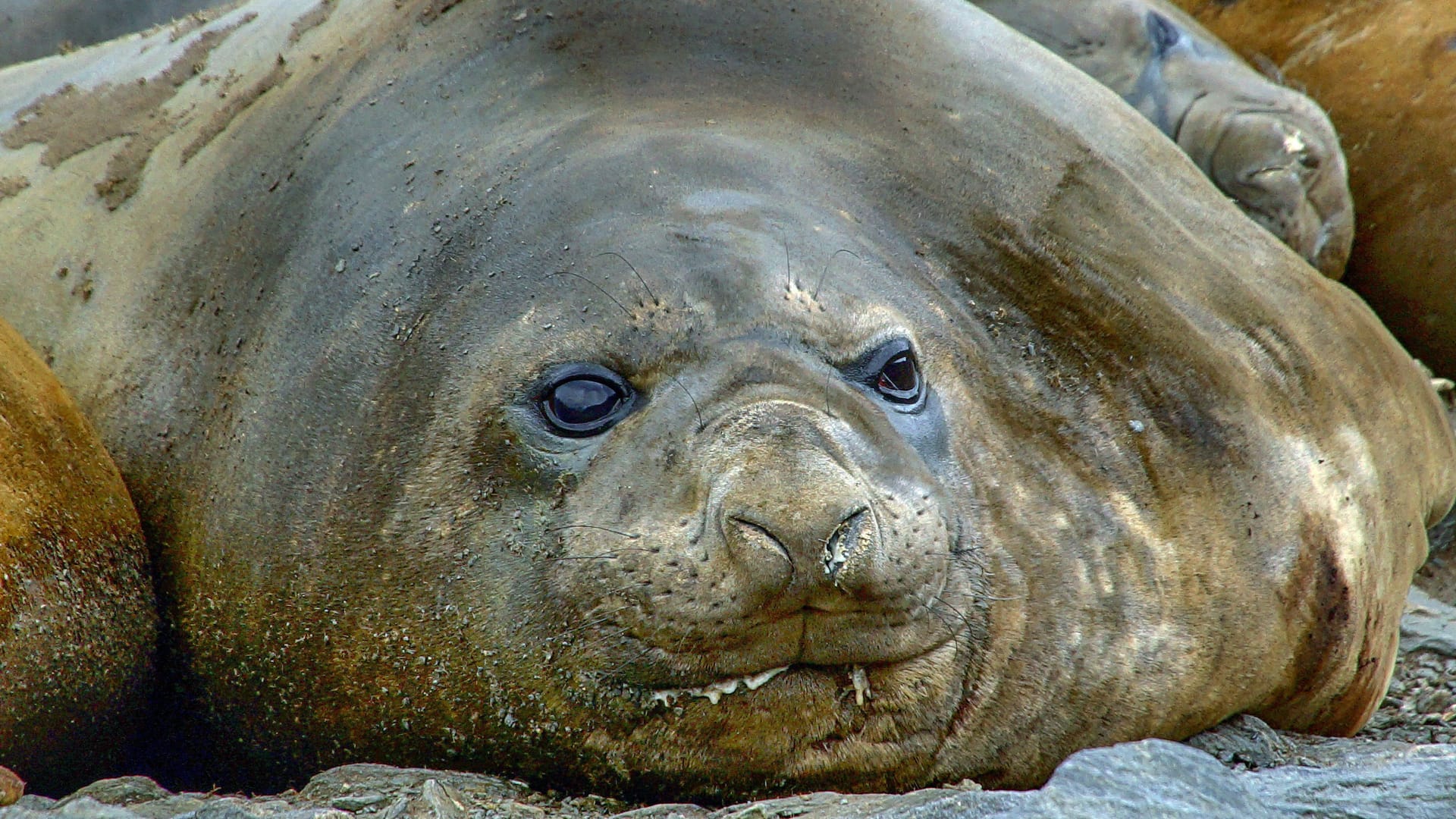 Seeelefant (Symbolbild): Er ist nach dem Rüssel der männlichen Tiere benannt.