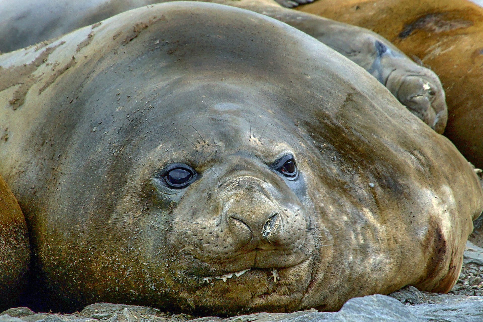 Seeelefant (Symbolbild): Er ist nach dem Rüssel der männlichen Tiere benannt.