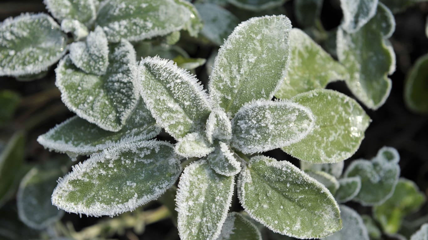 Der Echte Salbei (salvia officinalis) zählt zu den winterharten Sorten.