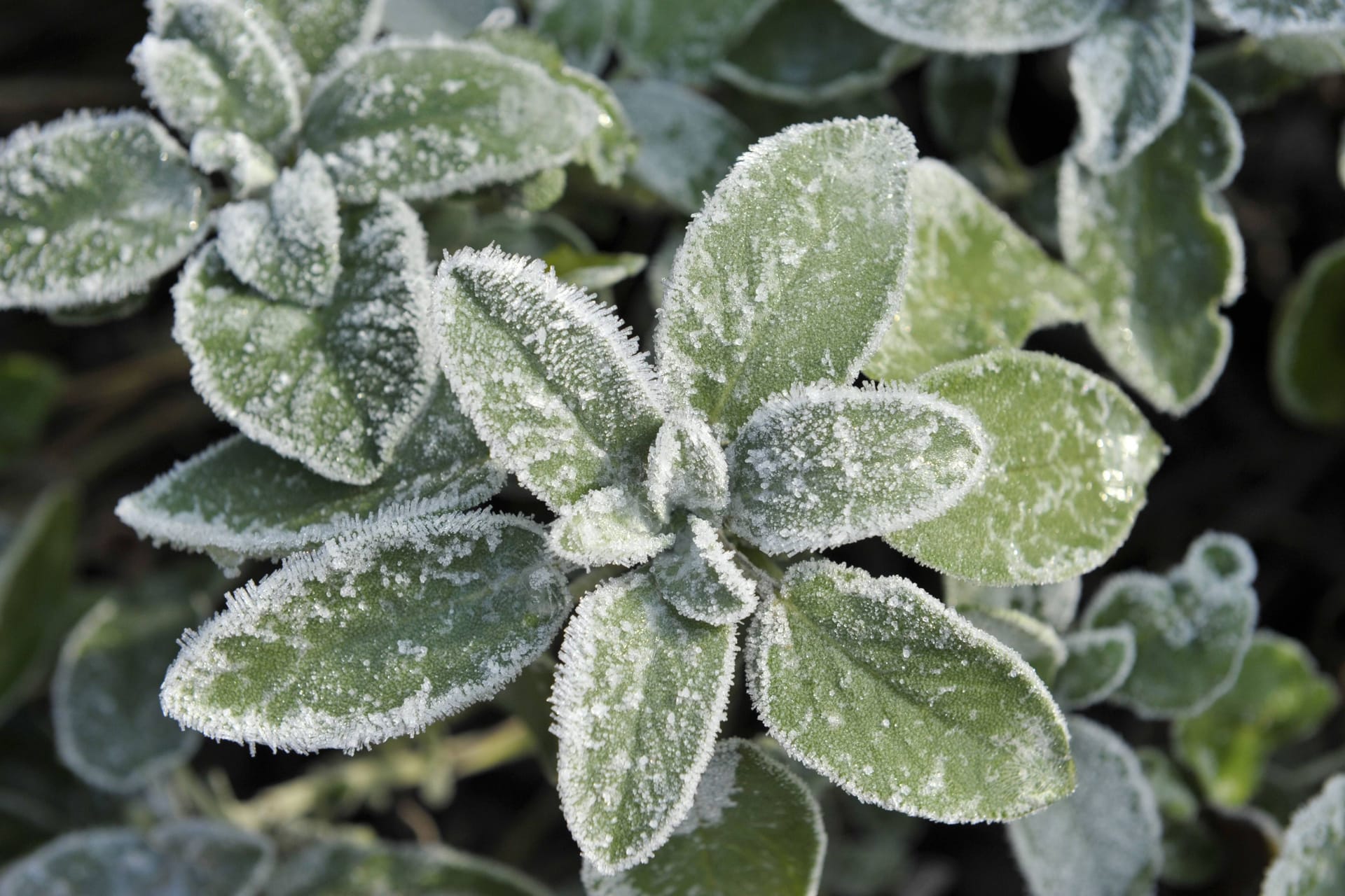 Der Echte Salbei (salvia officinalis) zählt zu den winterharten Sorten.