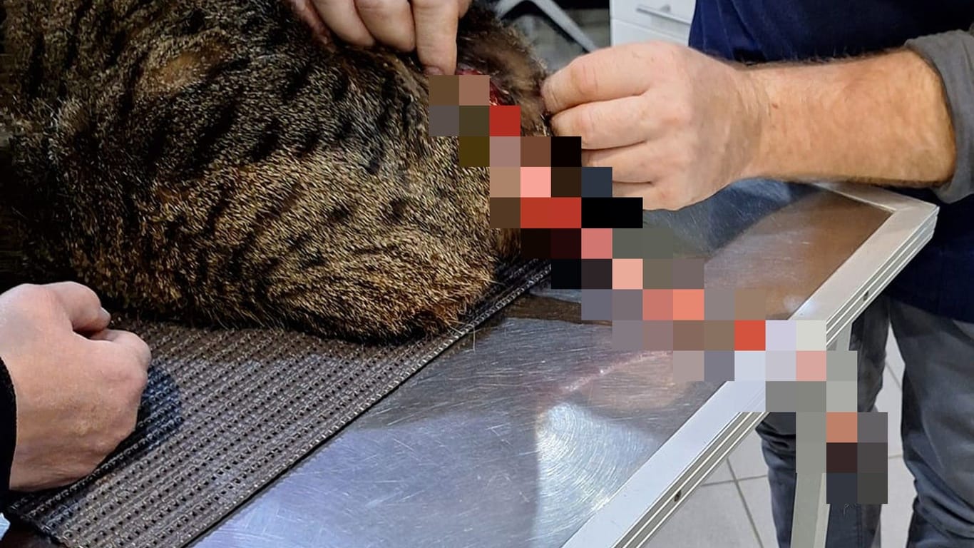 Der schwer verletzte Kater beim Tierarzt: Haut und Fell sind komplett vom Schwanz abgezogen.