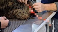 Öhringen bei Heilbronn: Tierquäler fängt und häutet Kater bei lebendigem Leib
