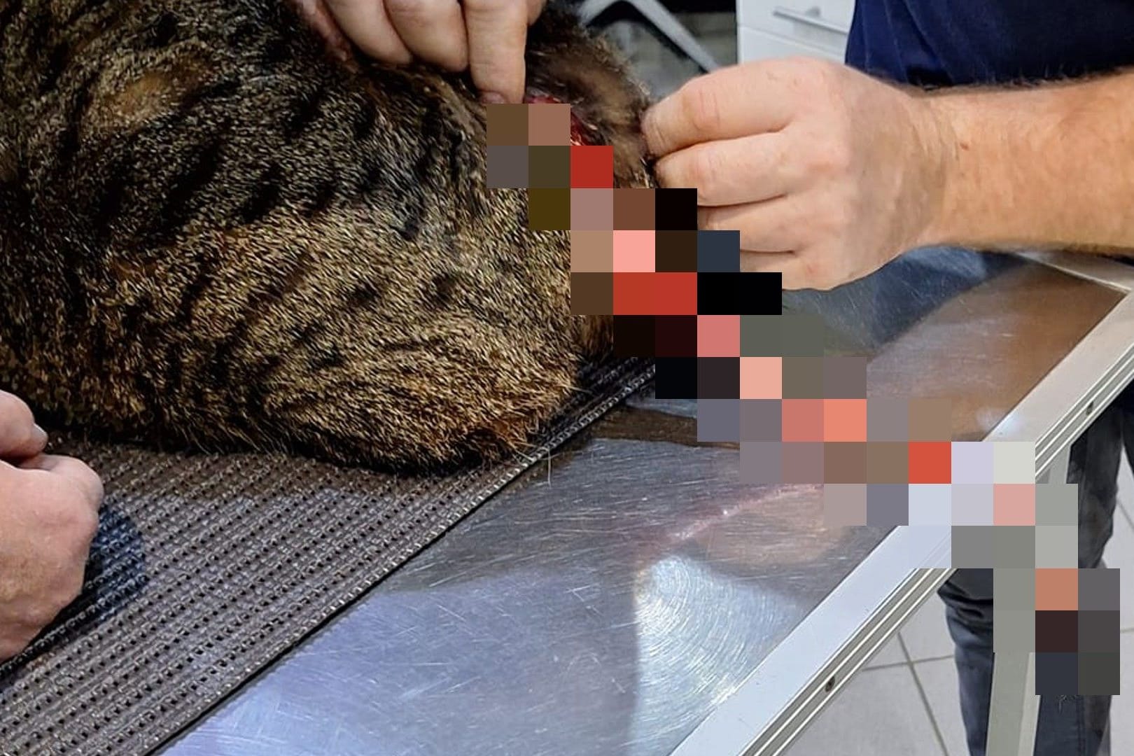 Der schwer verletzte Kater beim Tierarzt: Haut und Fell sind komplett vom Schwanz abgezogen.