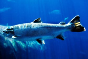Atlantischer Lachs (Archivbild): Dem Tier machen Parasiten und starke Überfischung zu schaffen.