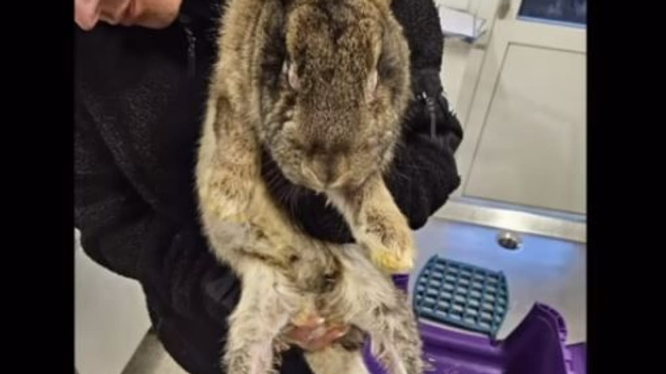 Beschlagnahmtes Kaninchen: Die Tiere hatten an manchen Körperstellen kaum noch Fell.