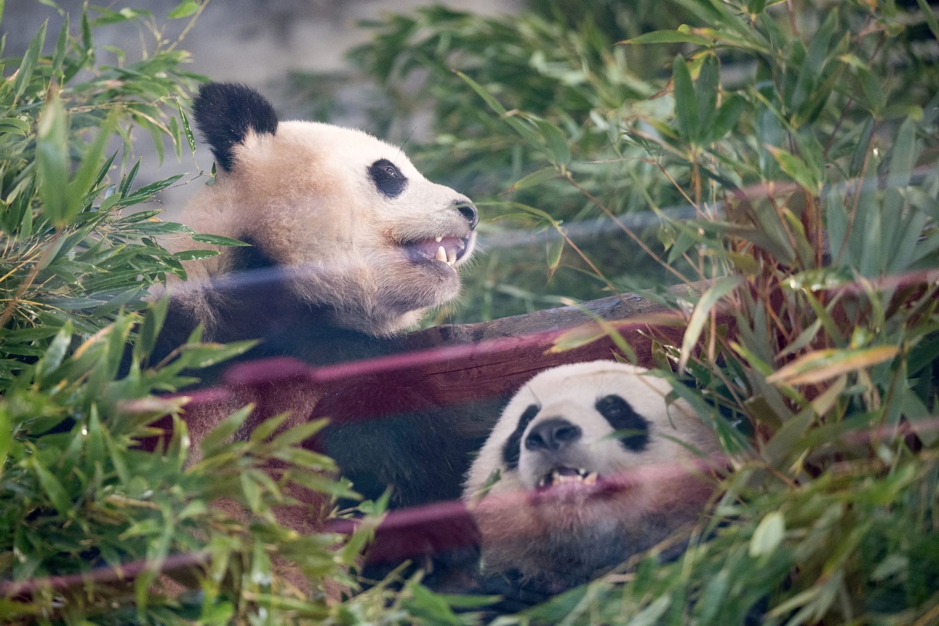 Pandas Pit und Paule verlassen Berlin