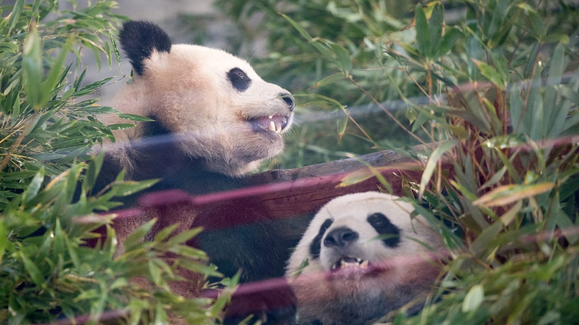 Pandas Pit und Paule verlassen Berlin