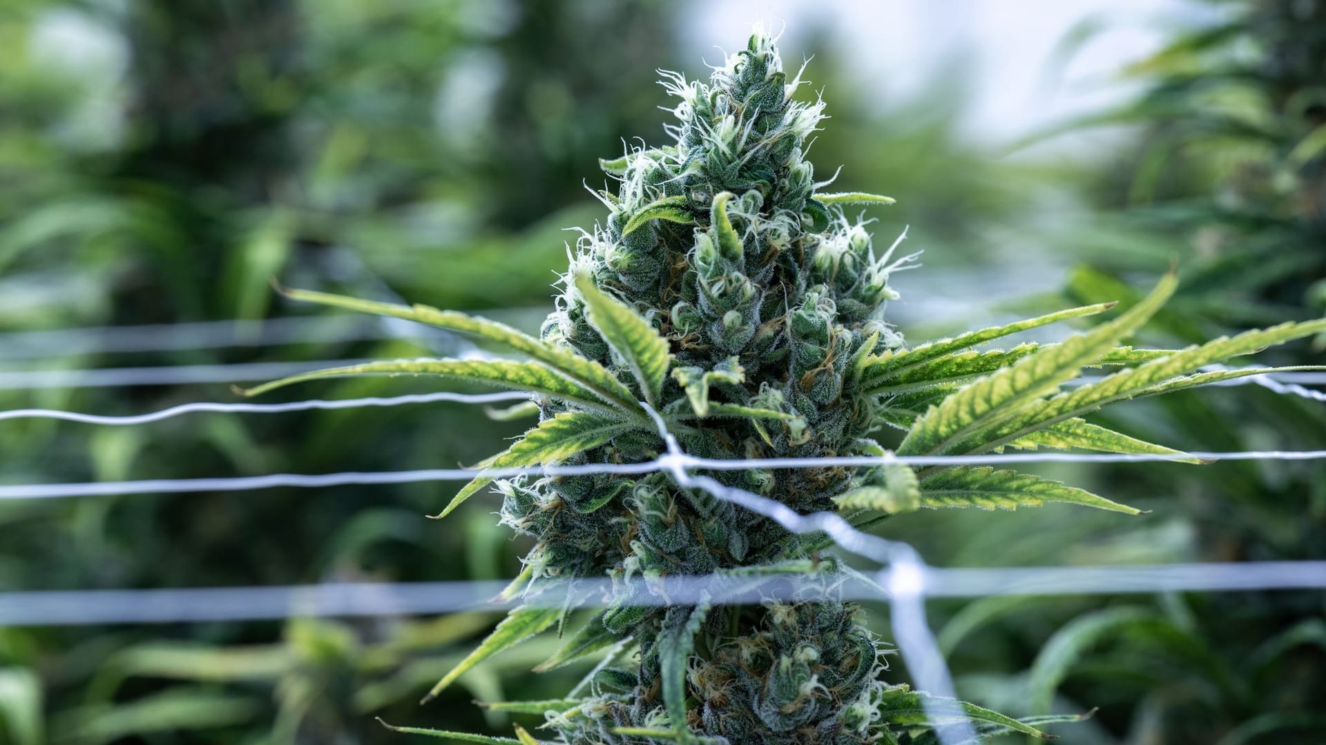 Cannabis Cannabis