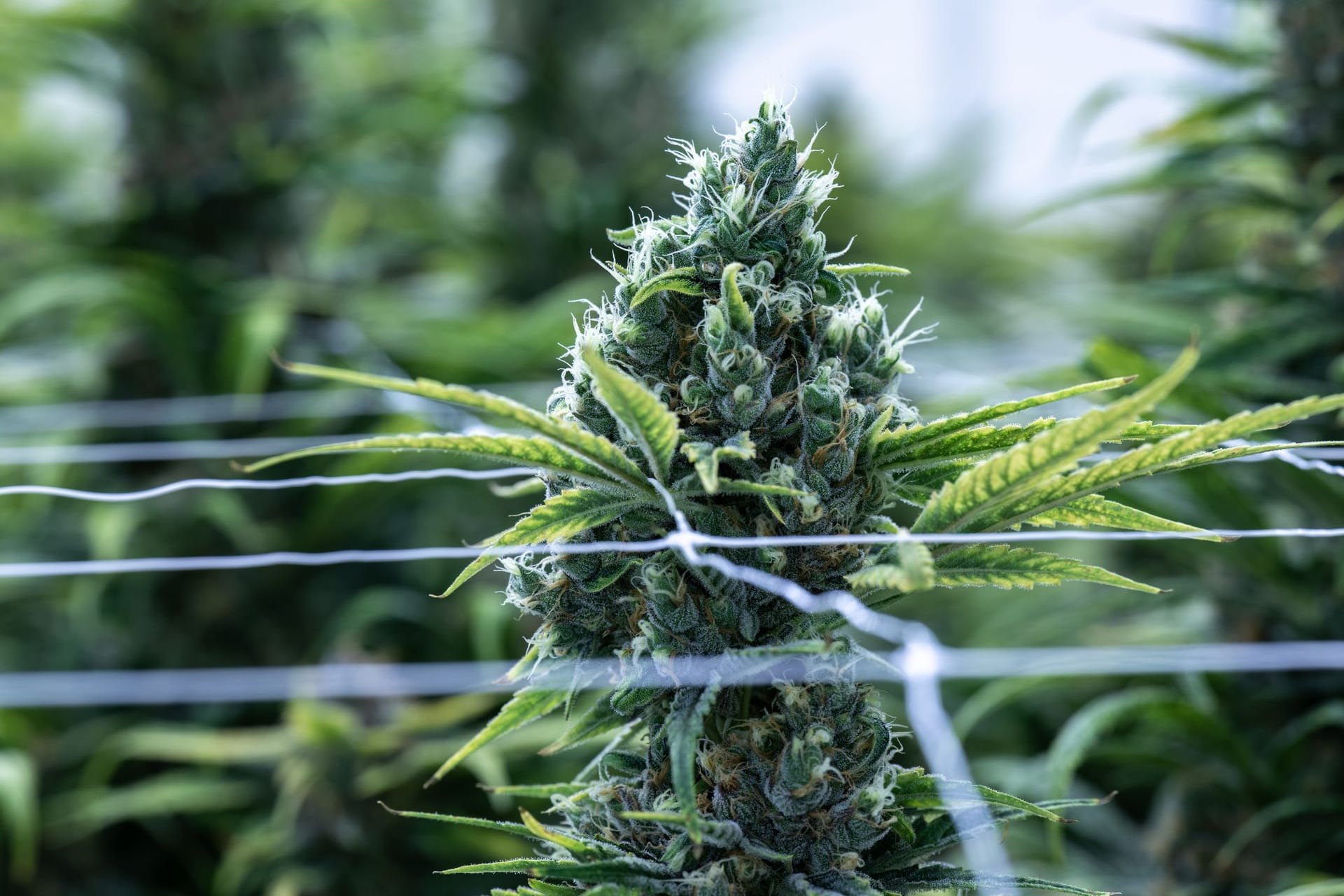 Cannabis