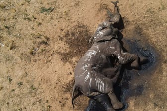 Tödliche Dürre für Elefanten