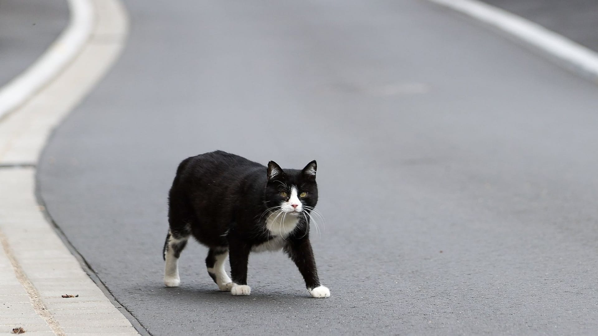 Katzennotstand Katzennotstand