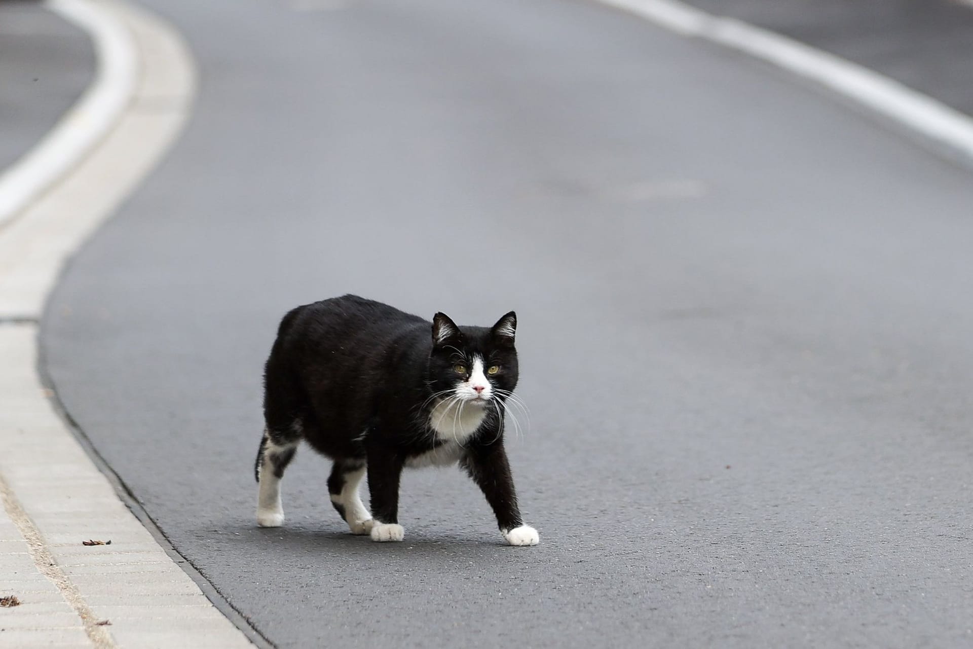 Katzennotstand