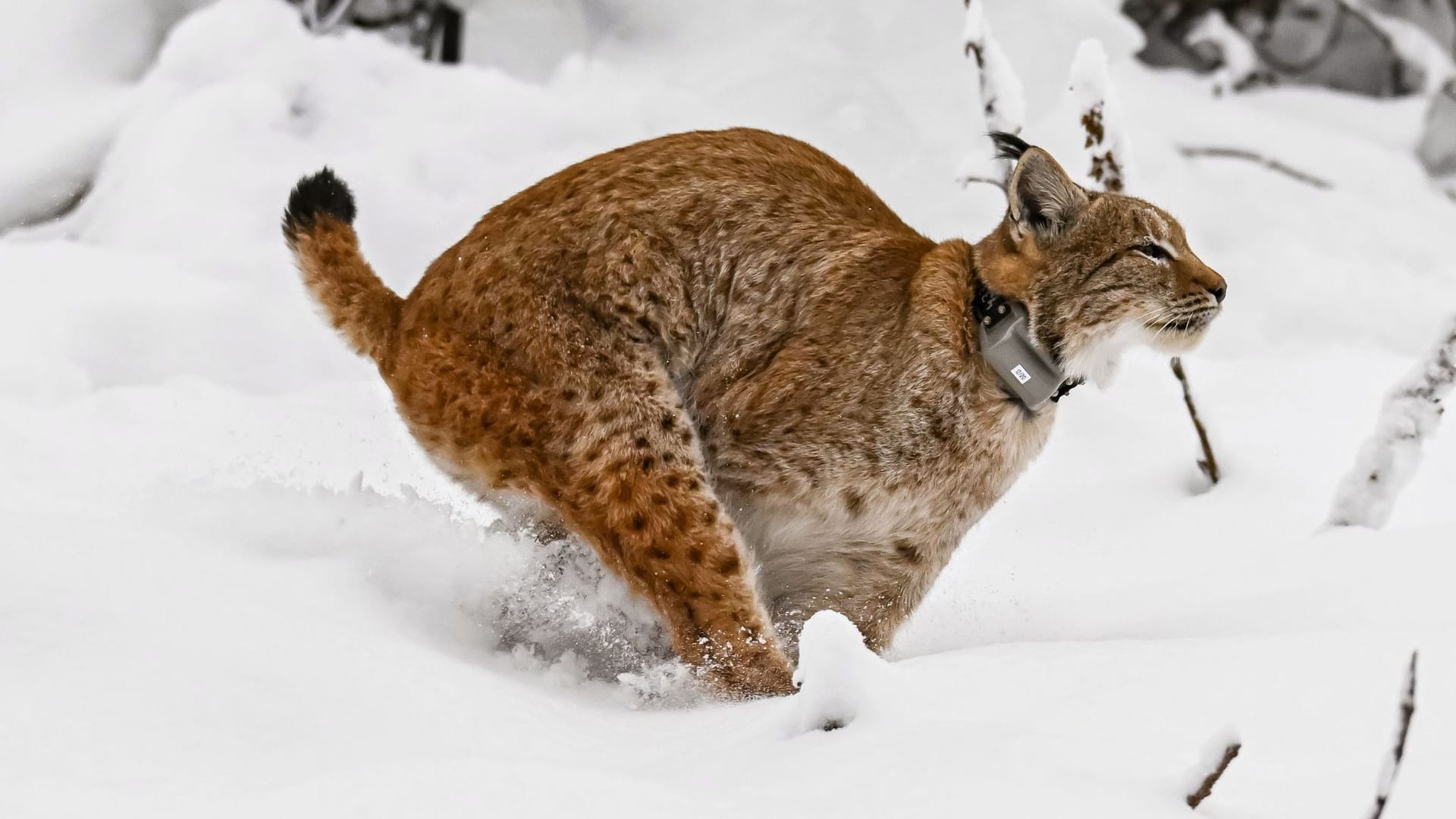 Finja rennt durch den Schnee.