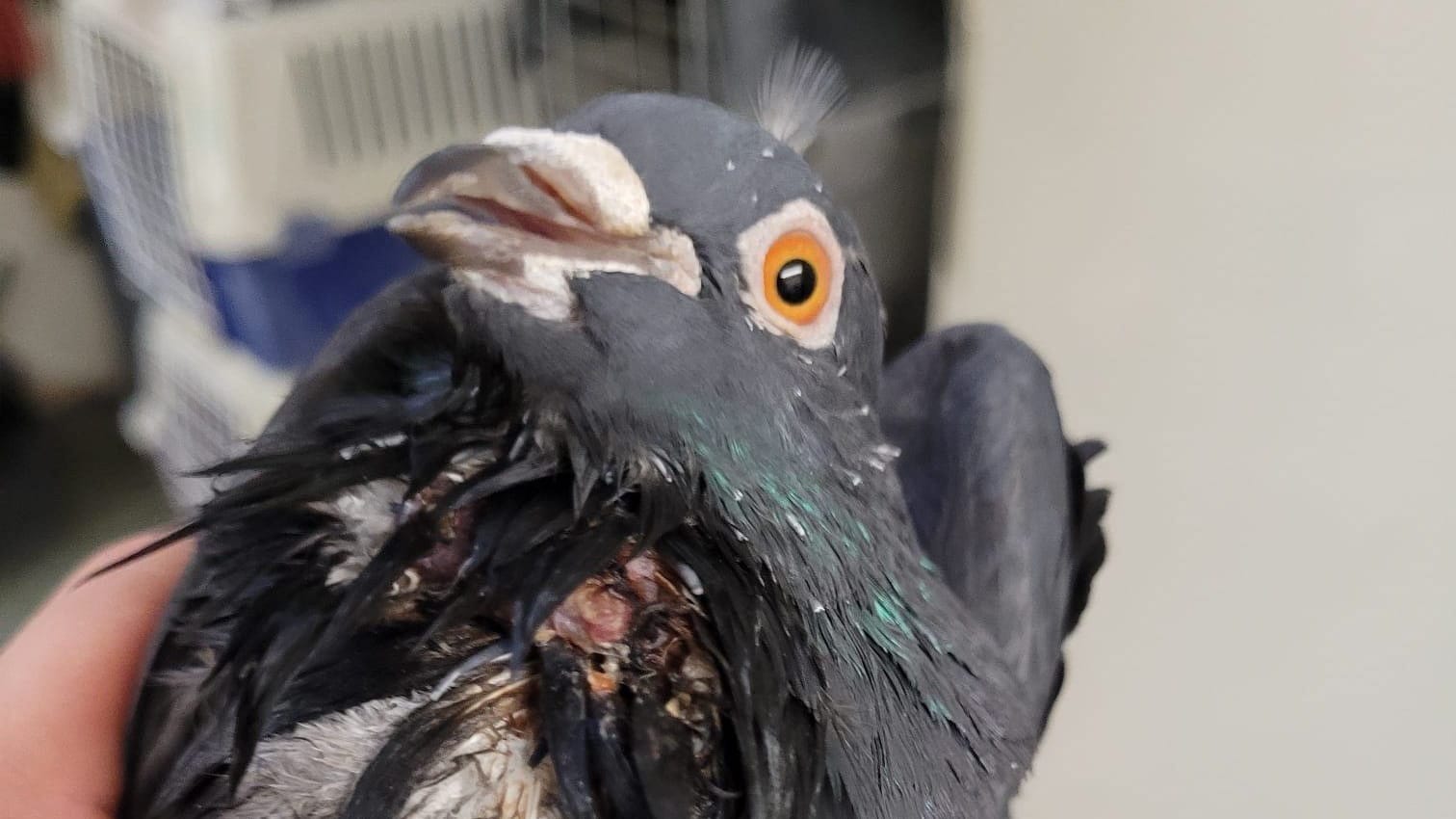 Taube "Rudi" hat sich vermutlich an einem Spike verletzt: Mit dieser Vergrämungsmaßnahme sollen Tauben vertrieben werden. Taube "Rudi" hat sich vermutlich an einem Spike verletzt: Mit dieser Vergrämungsmaßnahme sollen Tauben vertrieben werden.