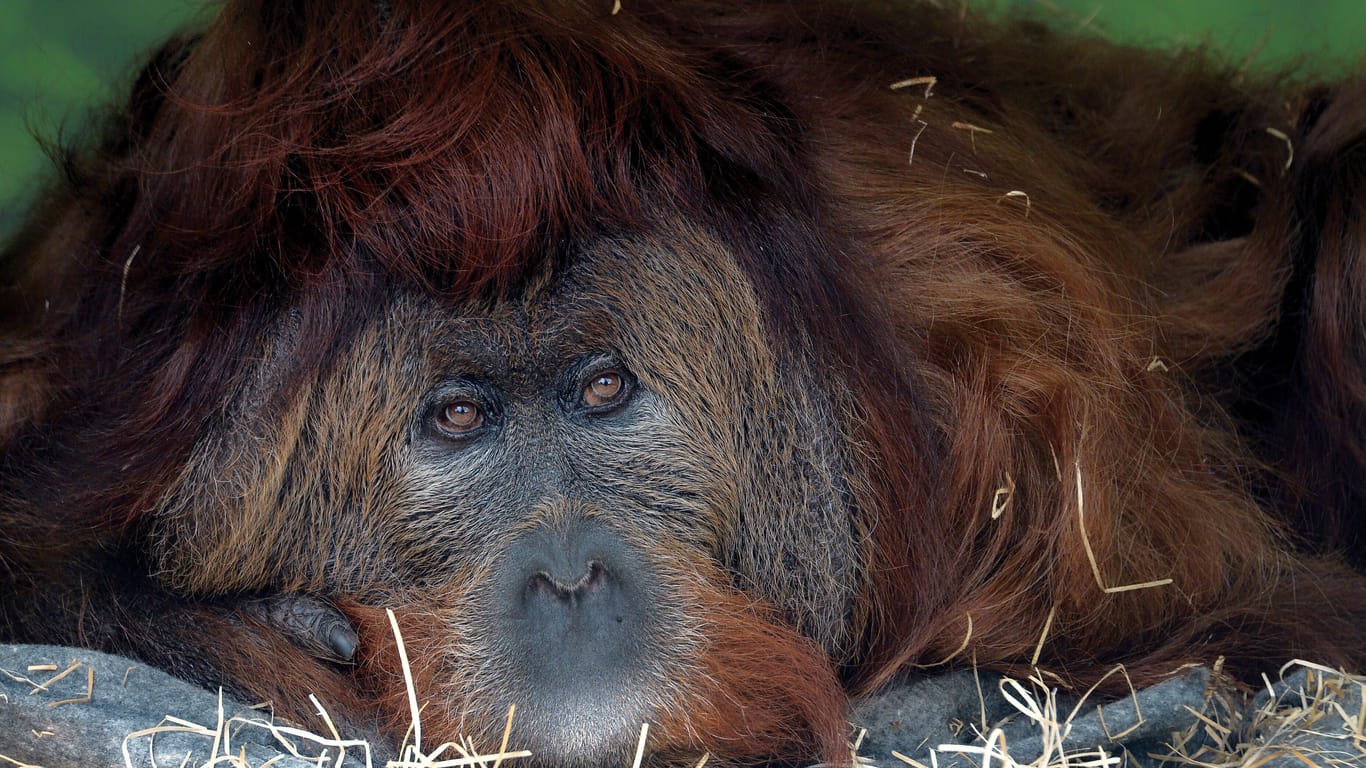 Symbolfoto eines im Zoo lebenden Orang-Utans.