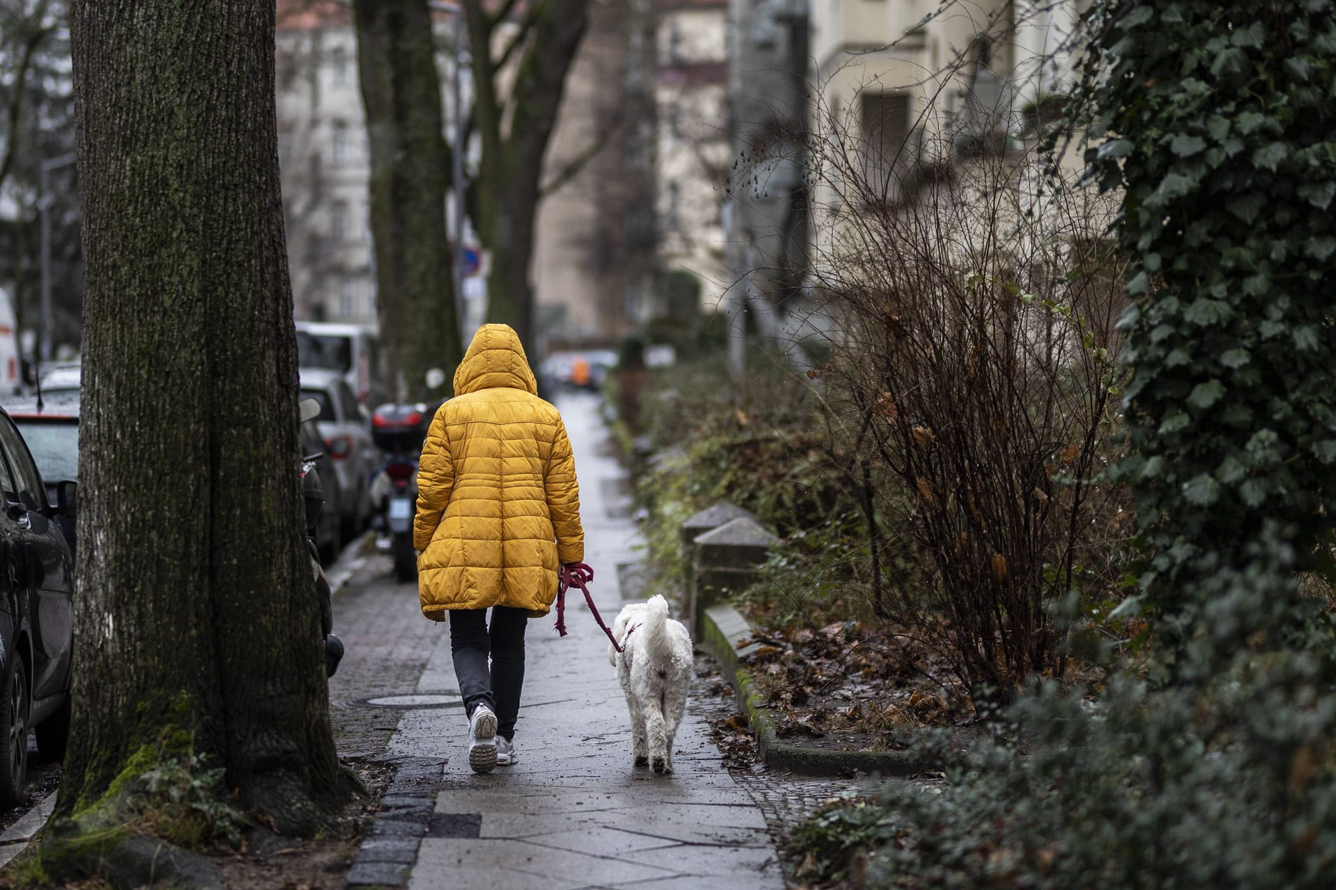 Eine Frau mit Hund läuft im Regen (Symbolbild): Das Wetter in NRW wird nass, bei milden Temperaturen.