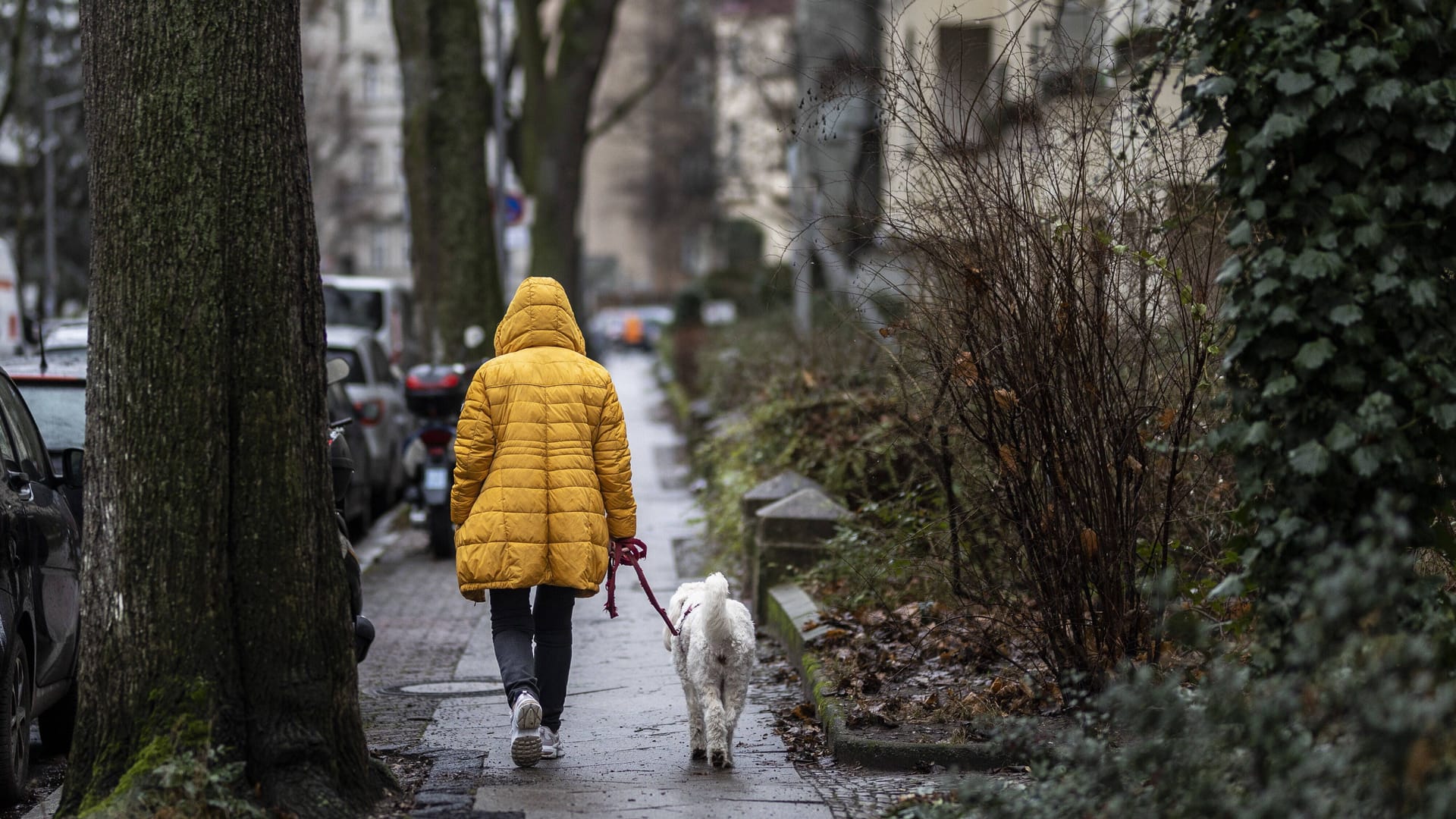 Eine Frau mit Hund läuft im Regen (Symbolbild): Das Wetter in NRW wird nass, bei milden Temperaturen.