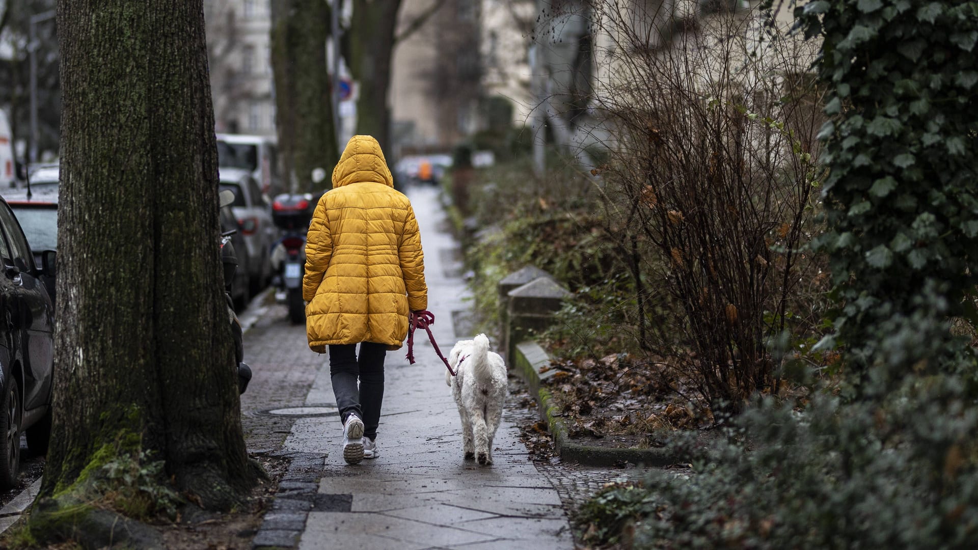 Eine Frau mit Hund läuft im Regen (Symbolbild): Das Wetter in NRW wird nass, bei milden Temperaturen.