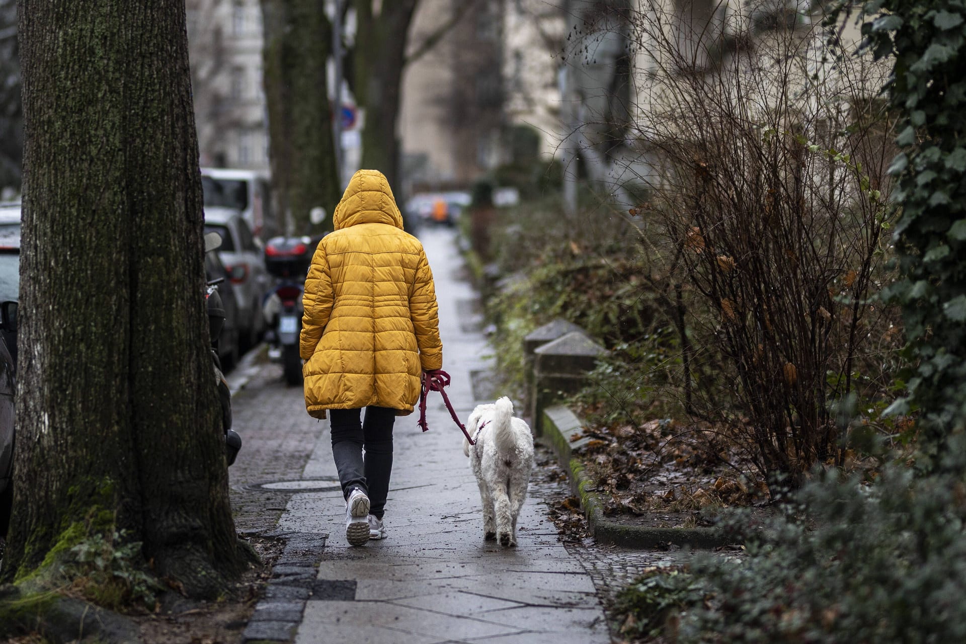 Eine Frau mit Hund läuft im Regen (Symbolbild): Das Wetter in NRW wird nass, bei milden Temperaturen.