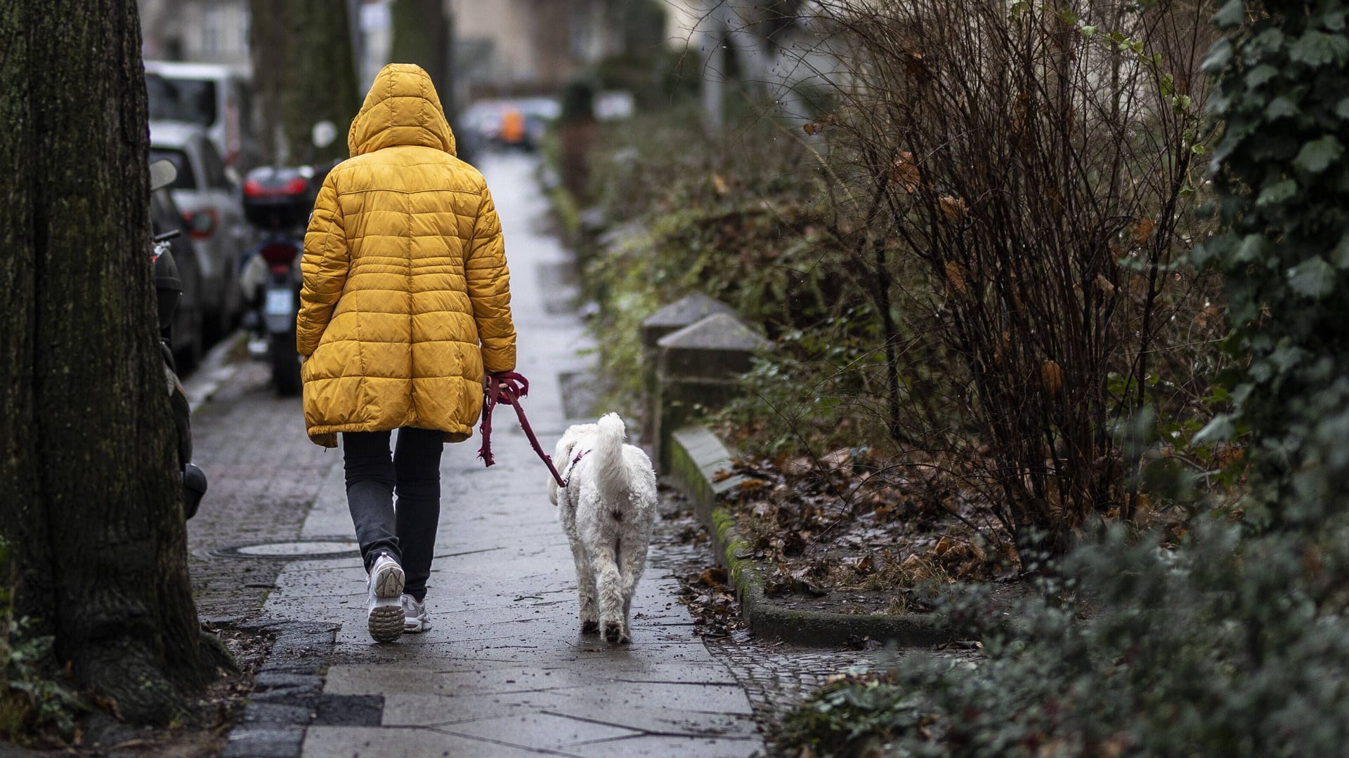 Eine Frau mit Hund läuft im Regen (Symbolbild): Das Wetter in NRW wird nass, bei milden Temperaturen. Eine Frau mit Hund läuft im Regen (Symbolbild): Das Wetter in NRW wird nass, bei milden Temperaturen.