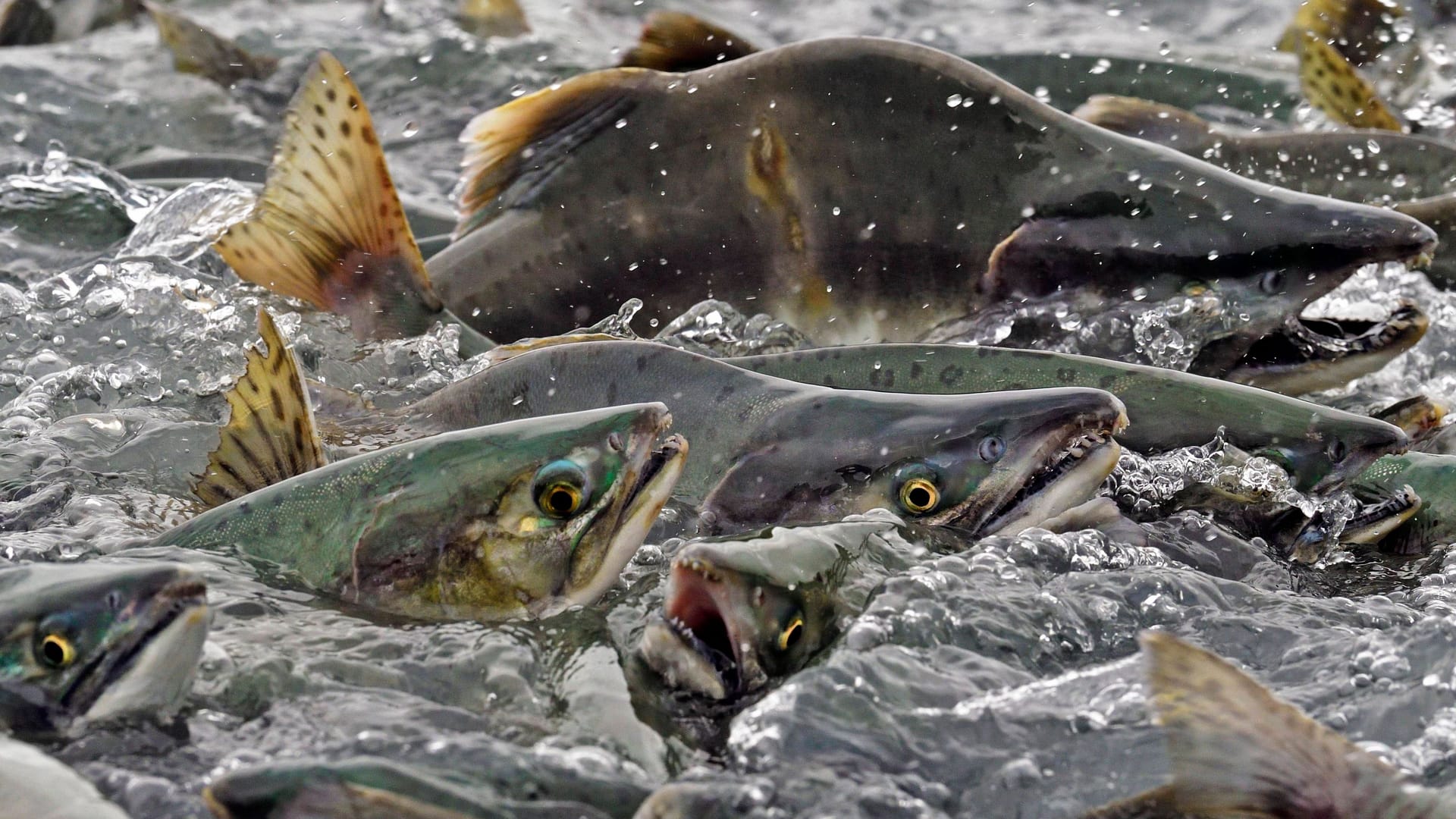 Buckellachse schwimmen dichtgedrängt flussaufwärts auf dem Weg zu ihren Laichgründen (Archivbild): Die eingeschleppte Art macht dem Atlantischen Lachs Konkurrenz.