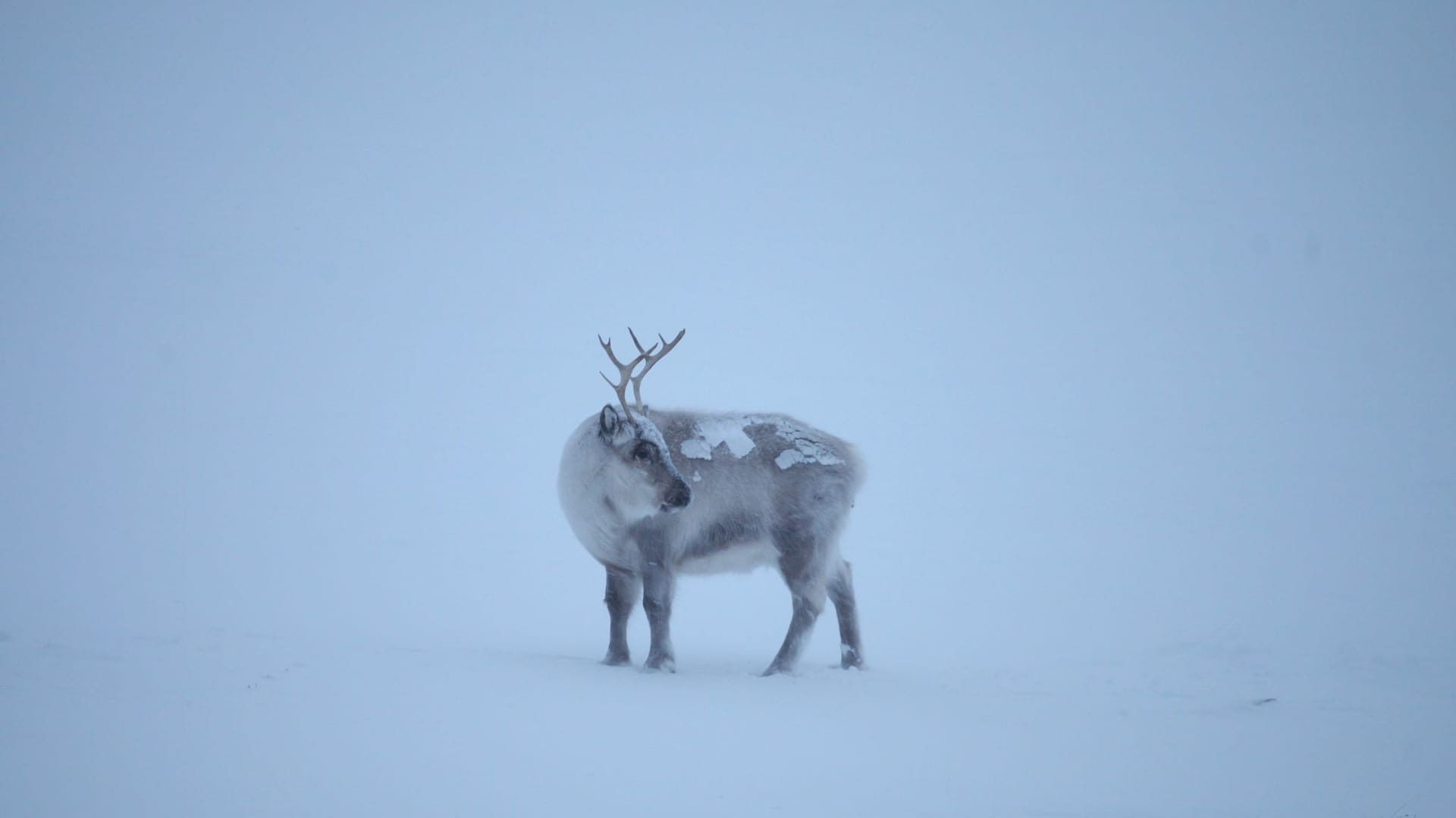 Spitzbergen-Rentiere