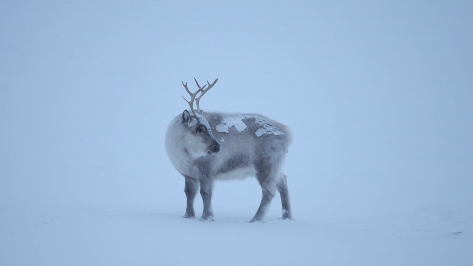 Spitzbergen-Rentiere