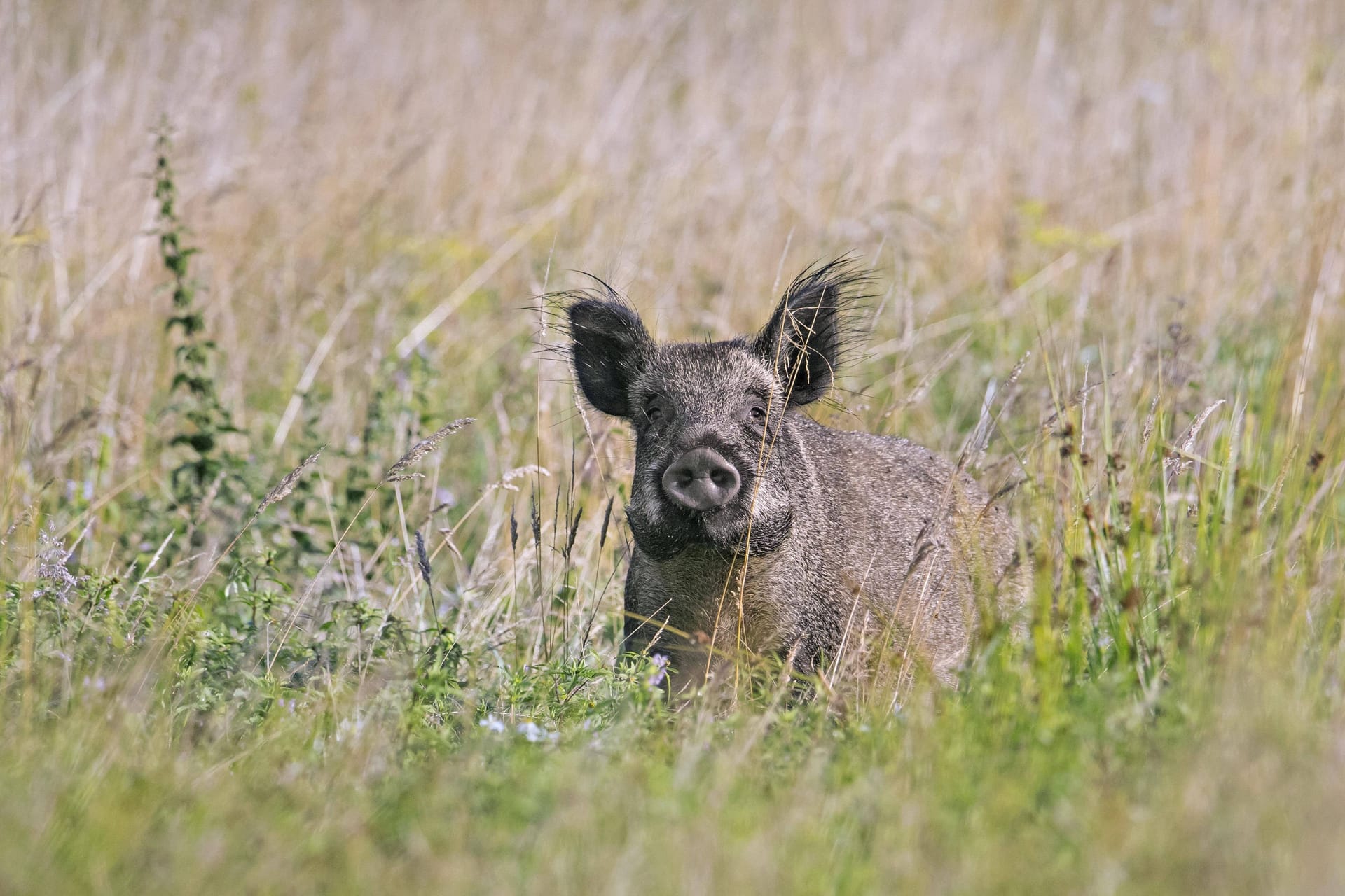 Ein Wildschwein (Symbolbild): Das Tier starb am Unfallort.